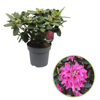 Rhododendron 'Nova Zembla' rose