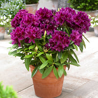 Rhododendron 'Polarnacht' violet