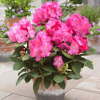 Rhododendron 'Germania' rose