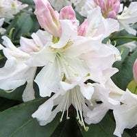 Rhododendron 'Percy Wiseman' rose 'Percy Wiseman' rosejauneblanc  Rustique