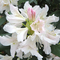 Rhododendron 'Percy Wiseman' rose 'Percy Wiseman' rosejauneblanc  Rustique
