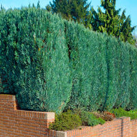 6x Cyprès de Lawson Chamaecyparis 'Columnaris' - Plants à racines nues