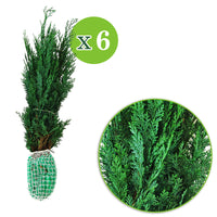 6x Cyprès de Lawson Chamaecyparis 'Columnaris' - Plants à racines nues