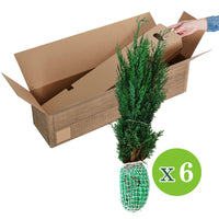 6x Cyprès de Lawson Chamaecyparis 'Columnaris' - Plants à racines nues