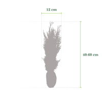 6x Cyprès de Lawson Chamaecyparis 'Columnaris' - Plants à racines nues