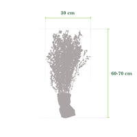 6x Troène Ligustrum ovalifolium blanc - Plants à racines nues