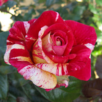 3x Rosier à grandes fleurs  Rosa 'Broceliande'® Rouge-Crème  - Plants à racines nues