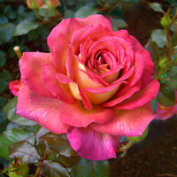 3x Rosier à grandes fleurs  Rosa 'Parfum de Grasse'® Rose-Jaune  - Plants à racines nues