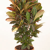 Croton Codiaeum 'Petra' XL