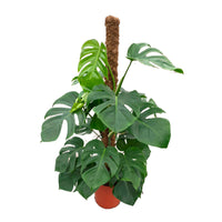 Plante à trous Monstera pertusum XL vert incl. tige en mousse