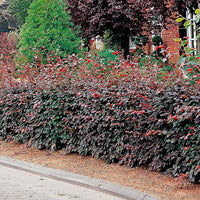6x Haie de hêtres Fagus 'Atropurpurea' rouge - Plants à racines nues