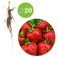 10x Fraise Fragaria 'Gigantella Maxim' rouge - Plants à racines nues