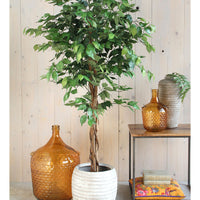 Ficus Benjamina