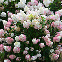 Hortensia Hydrangea 'Sundae Fraise' Blanc-Rose