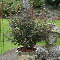 Spirée 'Little Joker' rouge-rose - Rustique