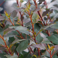 Spirée 'Little Joker' rouge-rose - Rustique