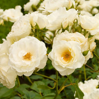 Rosier multiflore Rosa 'Kristal' blanc