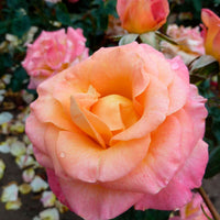 Rosier à grandes fleurs Rosa 'Britannia'® Saumon-Rose