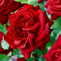 Rosier à grandes fleurs Rosa 'Dame de Coeur' rouge