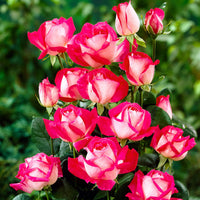 Rosier à grandes fleurs Rosa 'Rose Gaujard' rouge