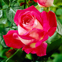 Rosier à grandes fleurs Rosa 'Rose Gaujard' rouge