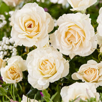 Rosier à grandes fleurs Rosa 'True Love' blanc