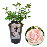 Rosier Rosa 'New Dawn'® Rose-Multicolore