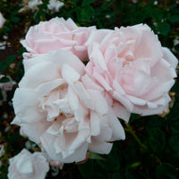 Rosier Rosa 'New Dawn'® Rose-Multicolore