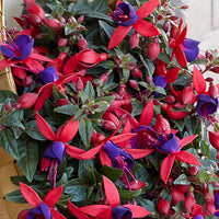 3x Fuchsia 'Sacha' rouge-violet