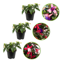 3x Fuchsia 'Evita' + 'Mariska' + 'Sacha' violet-rose-blanc