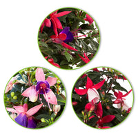 3x Fuchsia 'Evita' + 'Mariska' + 'Sacha' violet-rose-blanc