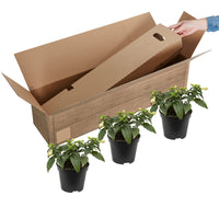 3x Fuchsia 'Evita' + 'Mariska' + 'Sacha' violet-rose-blanc