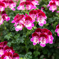 3x Géranium Pelargonium 'Tip Top Duet' rouge-rose-blanc