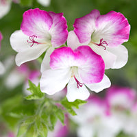 3x Géranium Pelargonium 'Mosquitaway Louise' blanc-rose