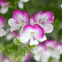 3x Géranium Pelargonium 'Mosquitaway Louise' blanc-rose