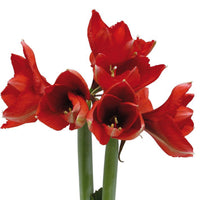 Amaryllis 'Wonderful X-mas' Rouge