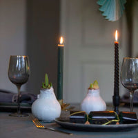 Amaryllis 'Wonderful X-mas' Blanc