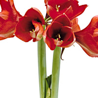 Wax amaryllis 'Rembrandt' or