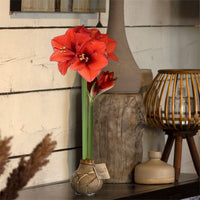 Wax amaryllis 'Rembrandt' or