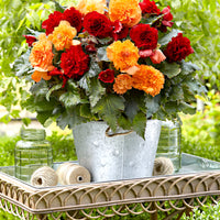 5x Begonia Fimbriata 'Hot Summer' rouge-saumon