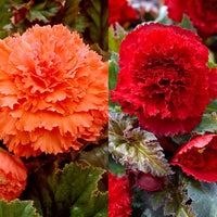 5x Begonia Fimbriata 'Hot Summer' rouge-saumon