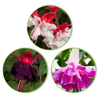 3x Doubles fleurs Fuchsia 'Bella Rosella' + 'Blue Angel' + 'New Millenium' rose-violet-blanc