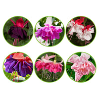 6x Doubles fleurs Fuchsia - Mélange 'All in One'