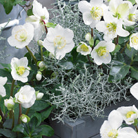 3x Rose de Noël Helleborus 'Christmas Carol' blanche avec cache-pot gris