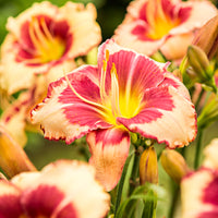 3x Hémérocalle 'Pink Sensation' saumon-jaune - Plants à racines nues