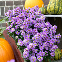 3x Asters d'automne ‘Purple Dome‘ violet - Racines nues