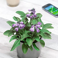 3 Hosta 'Blue Mouse Ears' Bleu-Vert-Violet  - Plants à racines nues