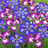 3x Iris de Sibérie - Mélange 'Star' mélange de couleurs - Plants à racines nues