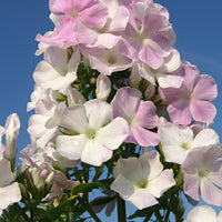 3x Phlox 'Cool Water' blanc-rose - Plants à racines nues