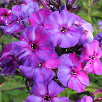 3x Phlox Phlox 'Autumn Joy' violet - Plants à racines nues